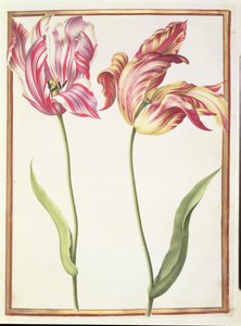 PD.109-1973.f4 اثنين من الزنبق "المكسور" (مرحاض على الرق) بواسطة نيكولاس روبرت